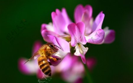 花蕾与蜜蜂图片