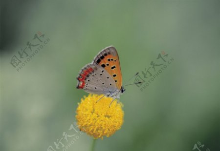 停立在黄花上的蝴蝶图片