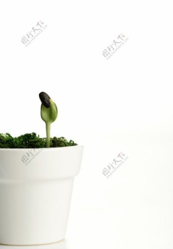 植物嫩芽图片