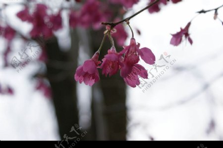櫻枝櫻姿图片