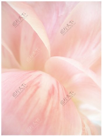 淡粉色牡丹花花瓣特写图片