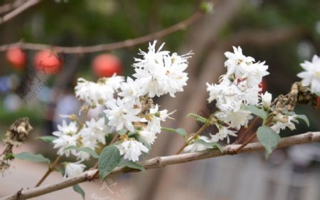 溲疏的花图片