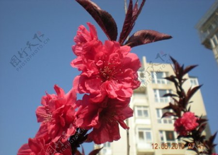 春天的花儿图片