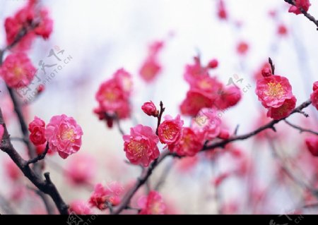 四季花卉图片