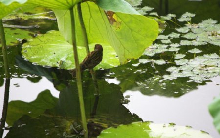 荷塘麻雀图片池塘摄影