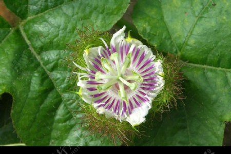 毛西番蓮的花朵图片