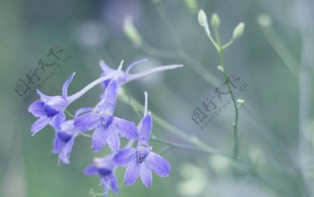 蓝紫梦馨图片