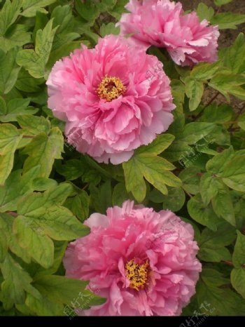 三朵粉色牡丹花图片