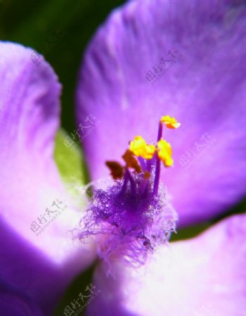 紫花微距图片