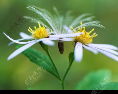 野菊花中的蒲公英种子图片