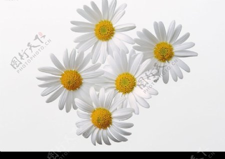 高清雏菊花白色组合图片