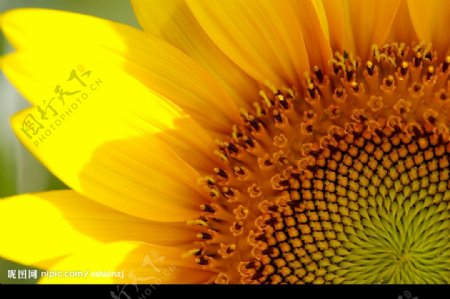 向日葵太陽花图片