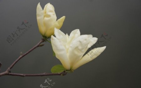 白色玉兰花图片
