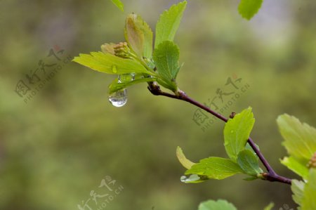 春雨中的绣线菊图片