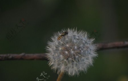 白花上的小蜜蜂图片
