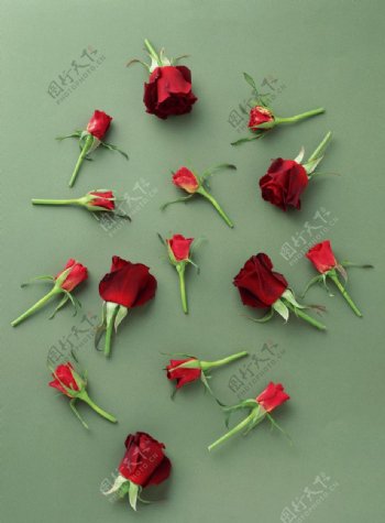 散落满地的玫瑰花图片