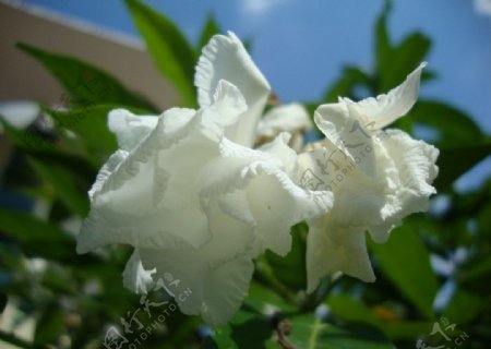 白花图片