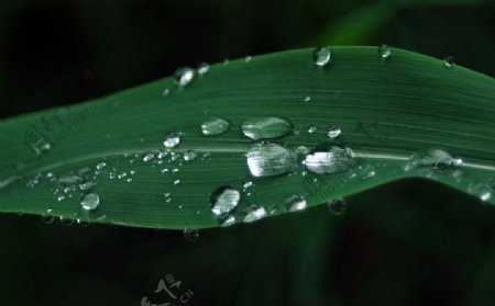 绿叶上水滴图片
