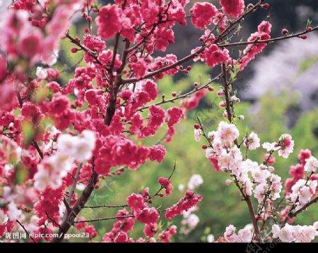 桃花图片