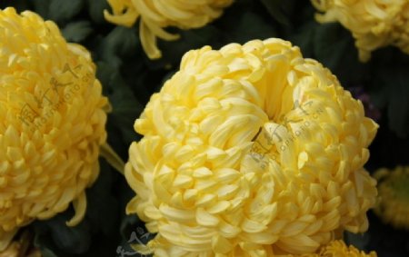 杭州植物园菊花展图片