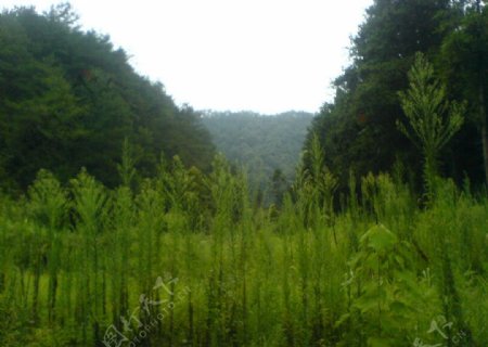 山草风景图片