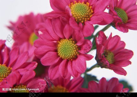 花卉粉红小菊花图片