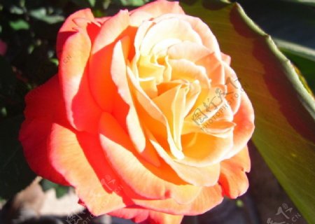 橙色玫瑰图片