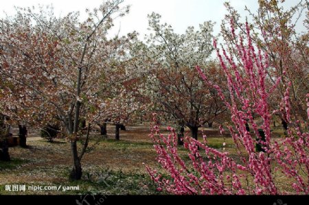 龙王塘樱花园图片