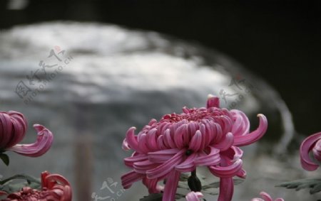 福州菊花展图片