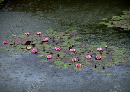 池塘里的睡莲图片