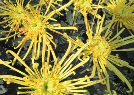 黄色线条菊花图片