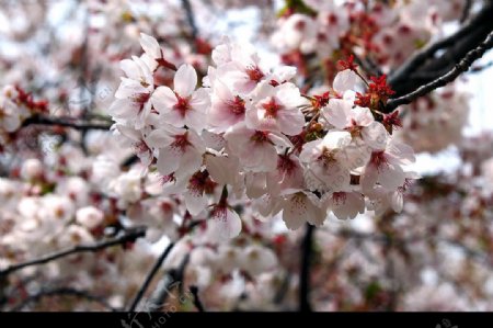 龙王塘樱花图片