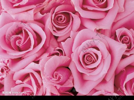 清新粉色玫瑰图片