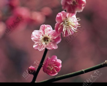 春暖花开图片