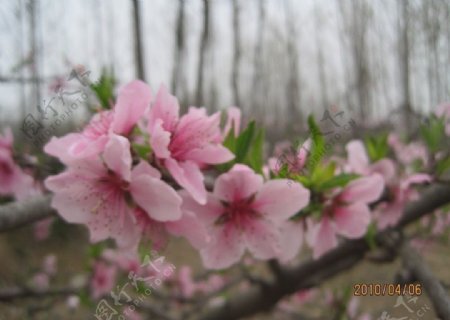 美丽的桃花图片