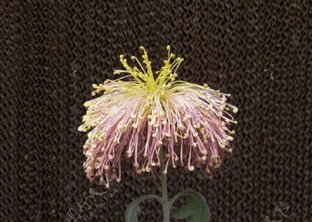 乌鲁木齐植物园的菊花图片