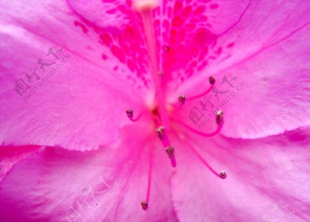 粉红花朵特写图片