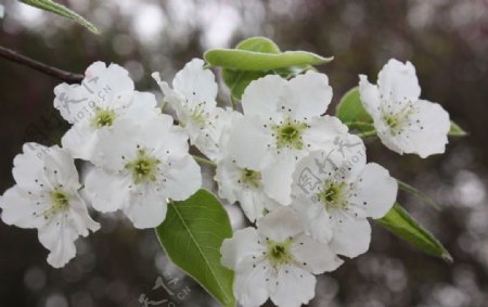 春之梨花图片