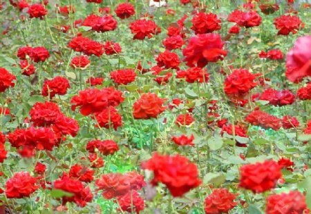 红玫瑰园图片