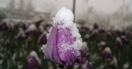 雪中的郁金香图片