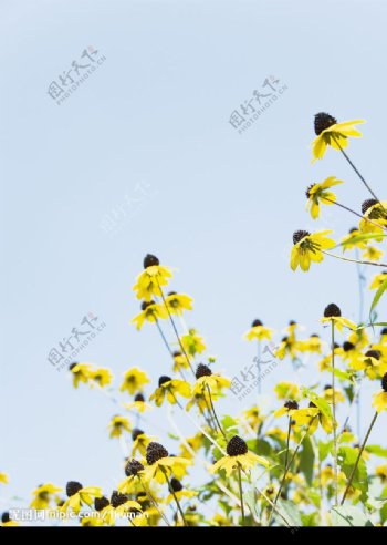 黄瓣黑蕊1图片