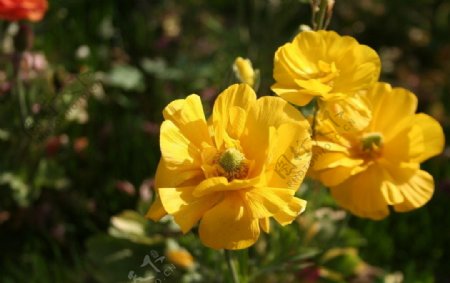 黄色四季菊图片