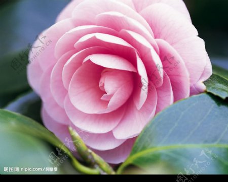 粉蔷薇图片