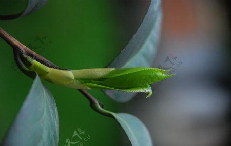 摄影素材绿色生命嫩芽树枝图片