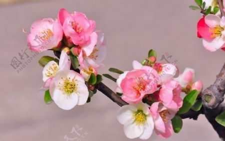 五色木桃花图片
