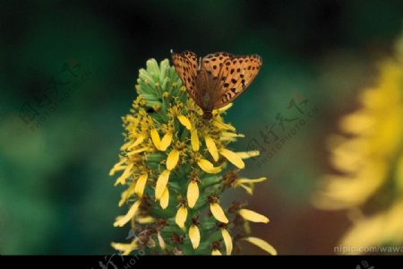 蝴蝶彩花粉的图片