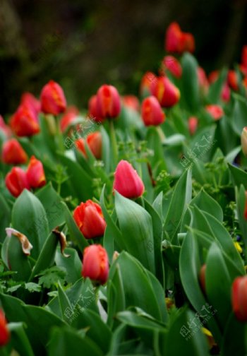 太子公园的红色郁金香图片