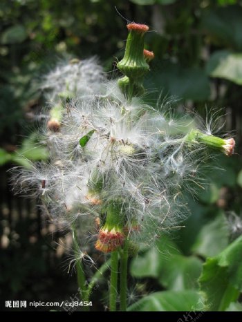 种子与花蕾图片