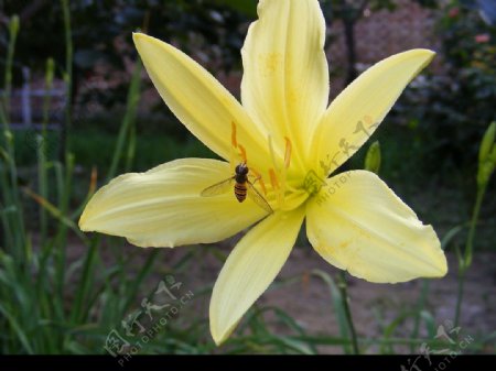 蜜蜂与黄花菜6图片
