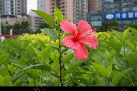 南宁市市花朱槿花图片